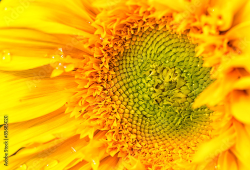 Plakat słońce słonecznik kwiat pole wieś