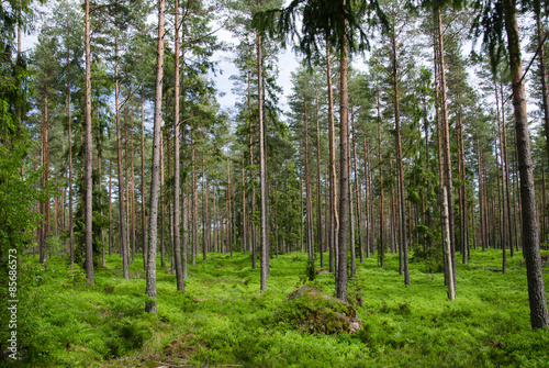 Plakat las iglasty szwecja natura bezdroża