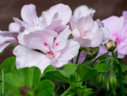 Fotoroleta piękny kwiat ogród roślina fiołek