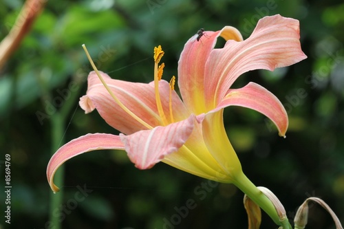 Obraz na płótnie roślina kwiat natura lato piękny