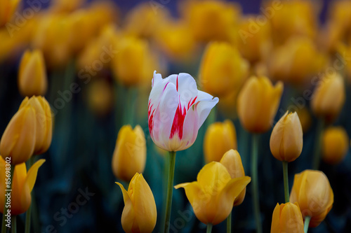 Plakat pole bukiet ogród świeży tulipan