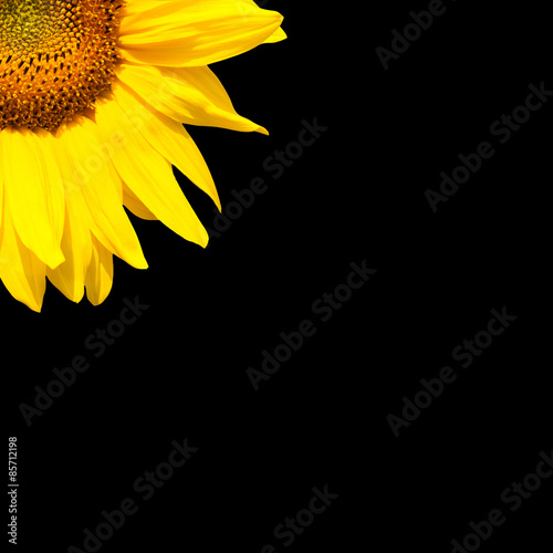 Plakat ogród słonecznik lato kwiat roślina