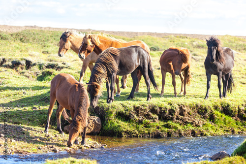 Fotoroleta pejzaż trawa islandia