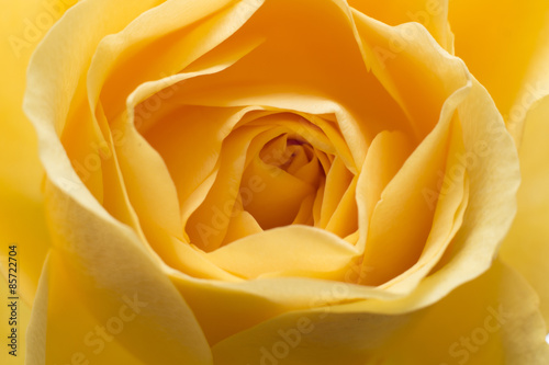 Fototapeta kwiat makro piasek żółty