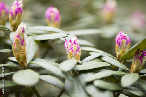 Fototapeta kwiat natura fioletowy głowa zielony