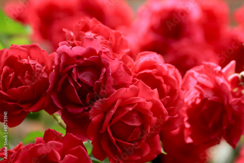 Naklejka ogród miłość bukiet kwiat rose