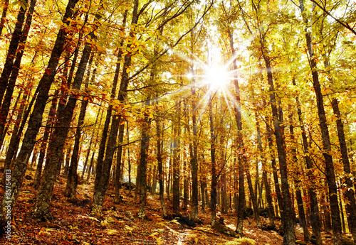 Fotoroleta drzewa słońce las jesień sezon