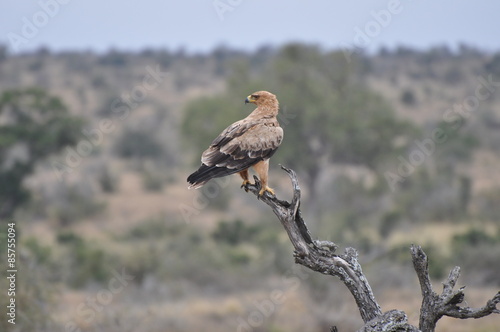 Fototapeta safari republika południowej afryki zwierzę dziki ptak
