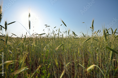 Naklejka trawa wieś niebo