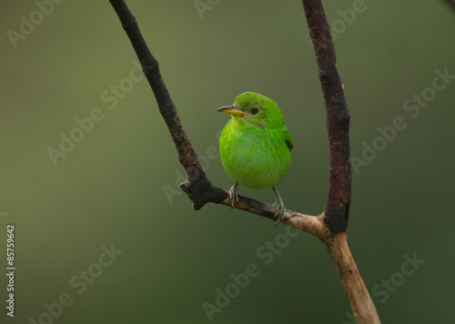 Fotoroleta drzewa kostaryka ptak zielony