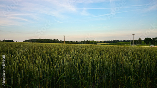 Naklejka pszenica natura rolnictwo pole