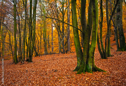 Fotoroleta jesień las drzewa pień listopad