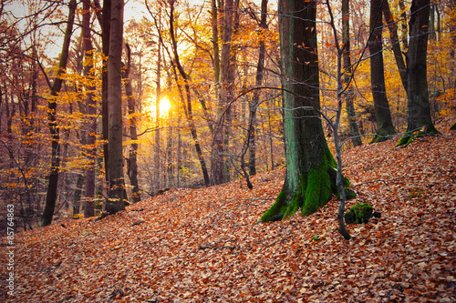 Fotoroleta jesień drzewa las buk pień