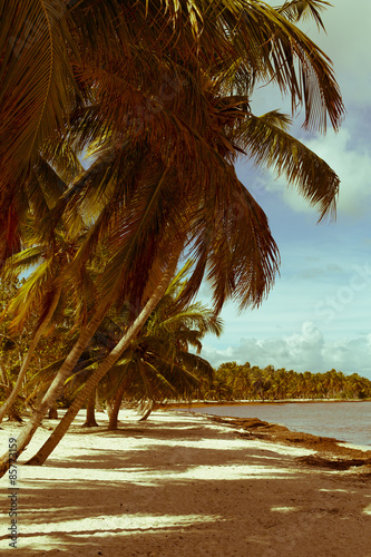 Fotoroleta palma hawaje tropikalny