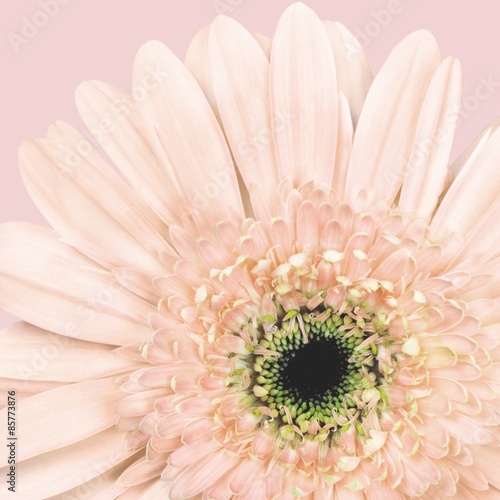 Fototapeta roślina stokrotka kwiat fotografia