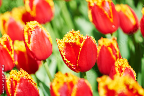 Fototapeta tulipan pole ogród kwiat bukiet