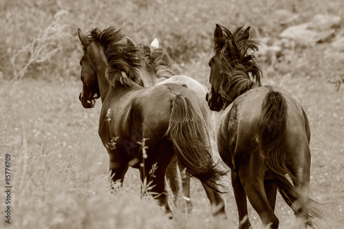 Fotoroleta pastwisko koń japonia zwierzę massa