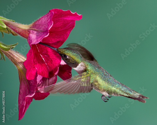 Fototapeta natura kwiat koliber ptak hummer