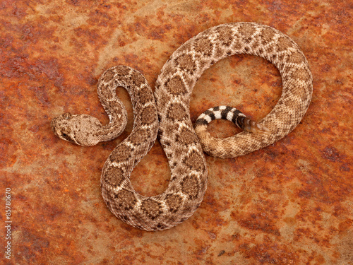 Obraz na płótnie wąż grzechotnik zwierzę gad śmiercionośny