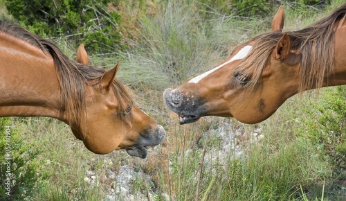 Fotoroleta ssak trawa para zwierzę koń
