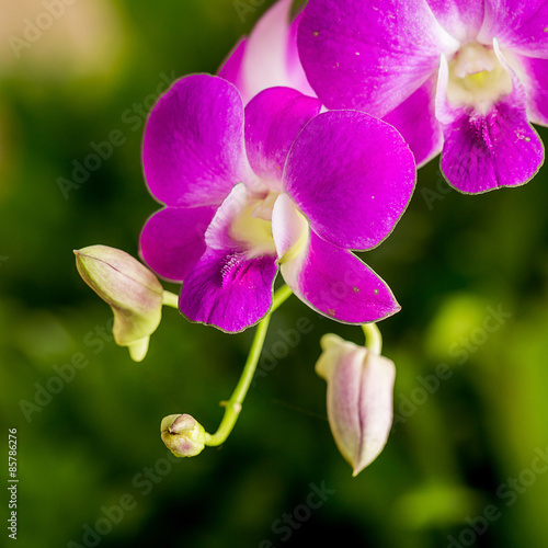Fototapeta storczyk kwiat roślina bukiet