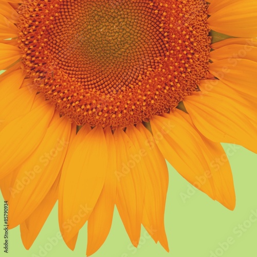 Fototapeta słonecznik kwiat na białym tle  