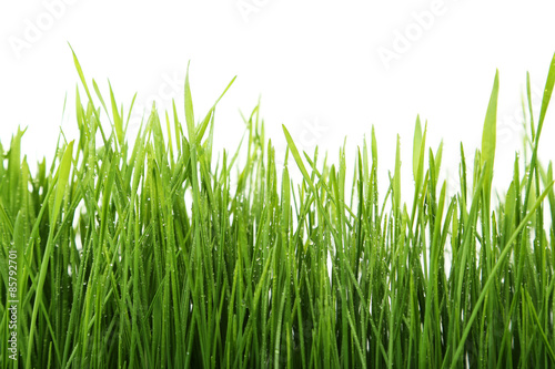 Plakat widok roślina łąka trawa