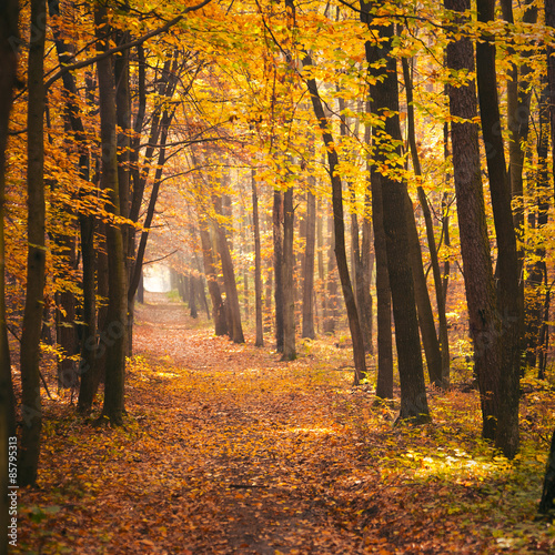 Fototapeta las jesień drzewa ścieżka droga