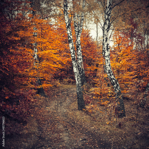 Fototapeta krzew ścieżka jesień brzoza