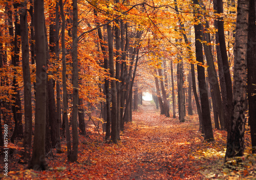 Naklejka jesień ścieżka droga las