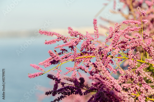 Obraz na płótnie lato woda morze kwiat