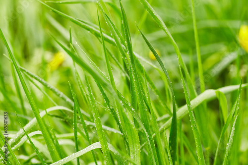Fotoroleta roślina łąka woda zdrowy