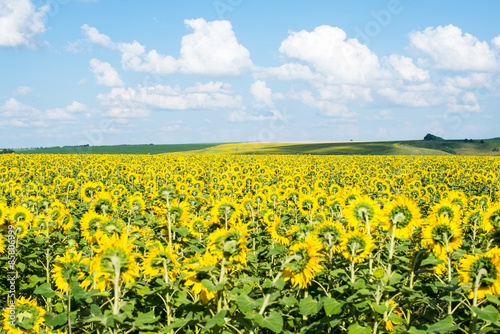 Naklejka sunflower field