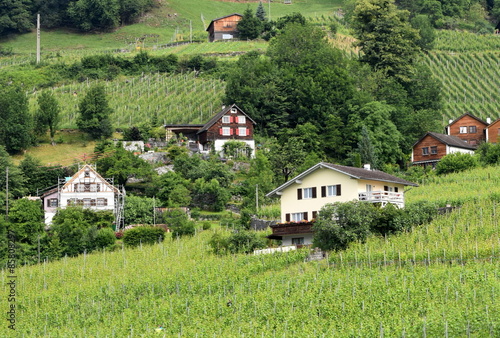 Fototapeta winorośl lato rolnictwo krajobraz szwajcaria