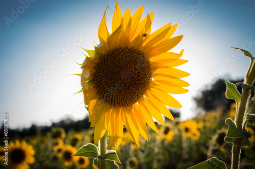 Fototapeta lato kwiat słońce