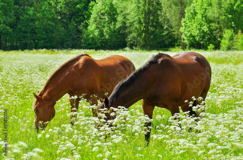 Fotoroleta pastwisko koń łąka lato
