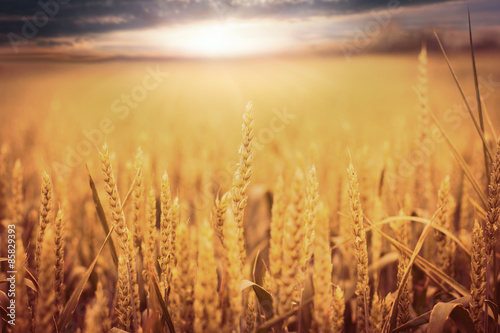 Obraz na płótnie lato zboże żyto niebo rolnictwo