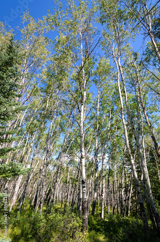 Fotoroleta kanada pejzaż brzoza niebo drzewa