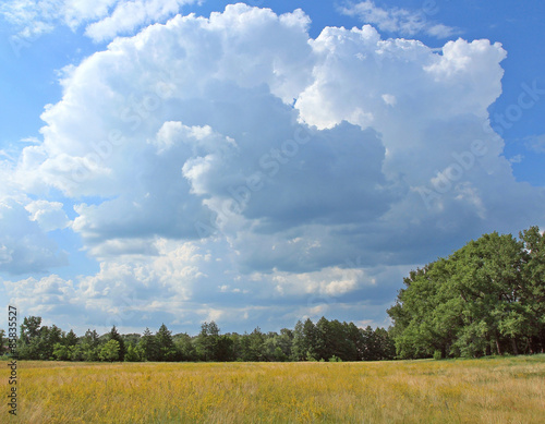 Obraz na płótnie trawa widok łąka niebo brzoza