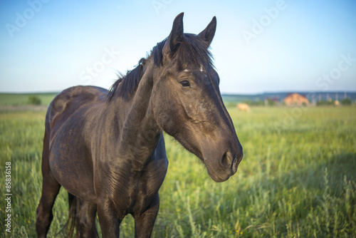 Fototapeta lato twarz łąka koń