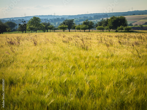 Fotoroleta pole krajobraz jęczmień pszenica rolnictwo