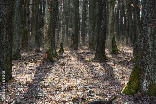 Fotoroleta mech słońce piękny dziki słowacja