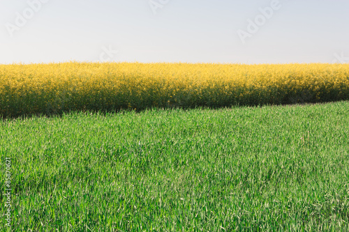 Fototapeta rolnictwo pejzaż roślina natura niebo