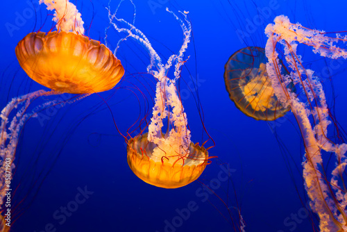 Plakat zwierzę ryba meduza