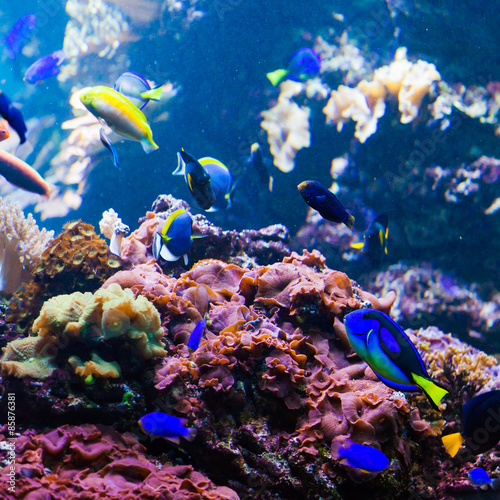Naklejka morze podwodne zwierzę koral