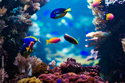 Naklejka podwodne ryba koral egzotyczny dziki
