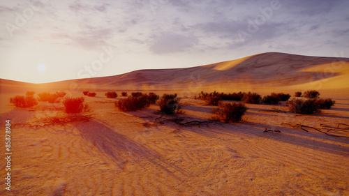 Obraz na płótnie afryka krzew pustynia egipt