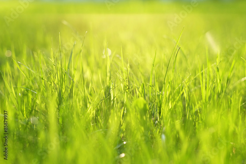 Naklejka natura trawa łąka