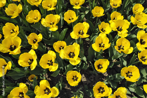 Fototapeta kwitnący tulipan natura