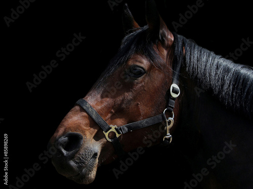 Fotoroleta grzywa stajnia koń